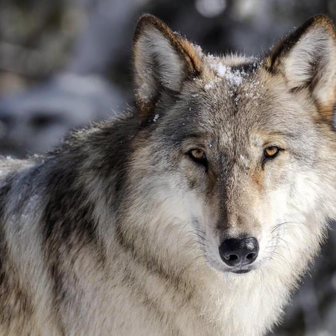 Early data indicates Idaho wolf population is holding steady